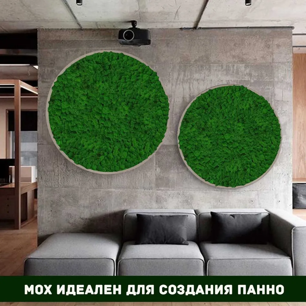 Что такое стабилизированный мох